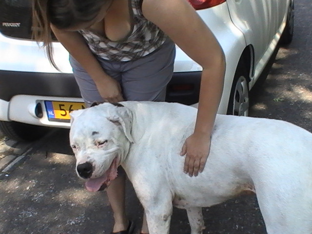 Vrouw met hond bij hondencursus in Heerlen