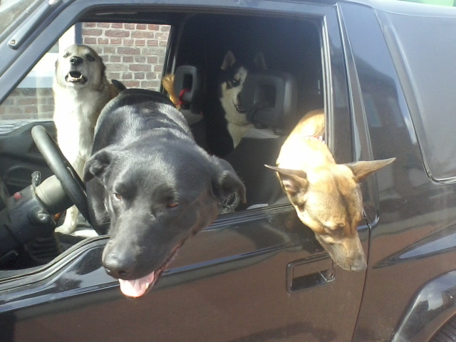 Onderweg naar hondencursus in Heerlen